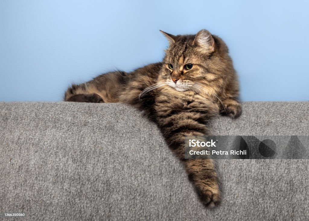 Cat perching on the sofa. A long hair senior tabby cat (14) is launching or lying on the back of the coach, one paw is stretched out. Textured blue painted wall with grey fabric. Domestic Cat Stock Photo