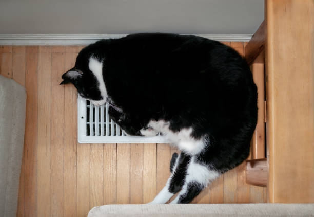 Cat sleeping on AC heat vent or register. Top view of large fat black and white male cat lying comfortable stretched out over the furnace vent, to cool down or warming up. Selective focus. tuxedo cat stock pictures, royalty-free photos & images