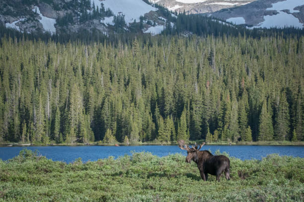 istock Bull moose standing/eating in high mountain meadow 1366351280