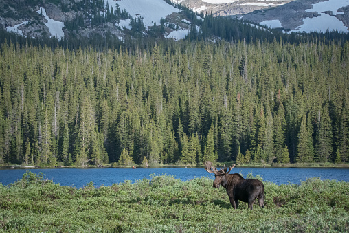 Bull moose standing/eating in high mountain meadows of the Indian Peaks Wilderness of Colorado in western United States of America (USA). Nearby towns are Boulder, Nederland, Brainard. Estes Park and Denver, Colorado.