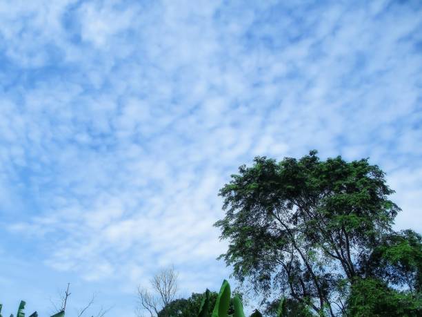 istock trees in the forest against the sky 1366351880
