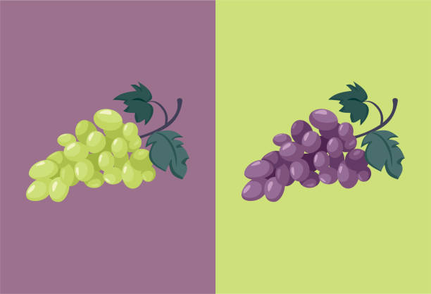 White Grapes Versus Red Grapes Vector Cartoon Illustration Two different but delicious types of autumnal organic fruit grape stock illustrations
