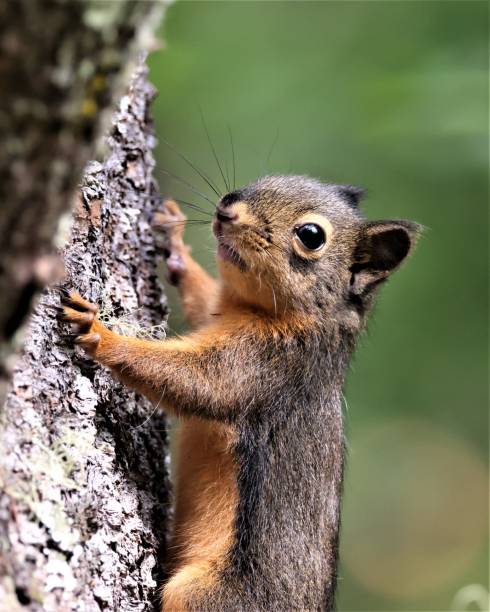 Douglas' squirrel on a tree stock photo