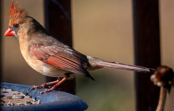 istock Northern cardinal on the bird bath rim 1366356416
