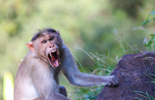 Mono salvaje enojado posando ante la cámara photo