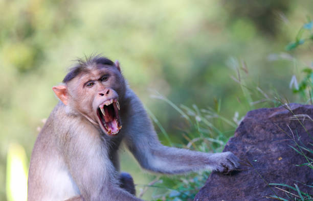 Angry wild monkey posing to camera stock photo