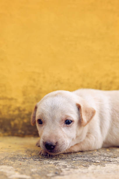 Cute Puppy posing to camera on the floor