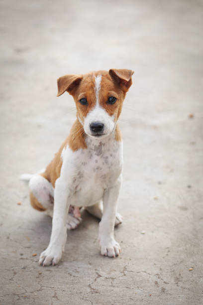 istock Indian street dog posing to camera 1366356994