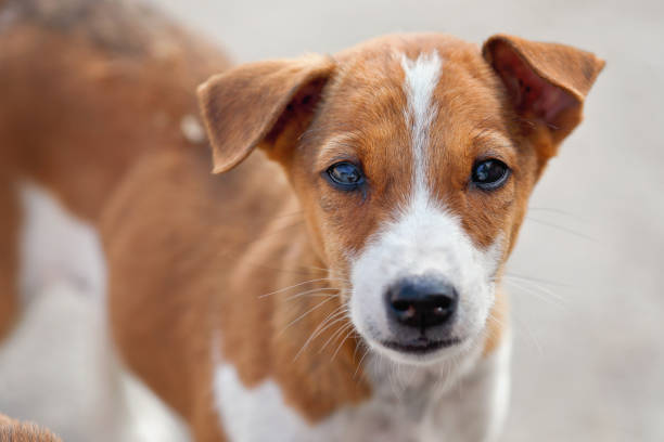 istock Indian street dog posing to camera 1366356999