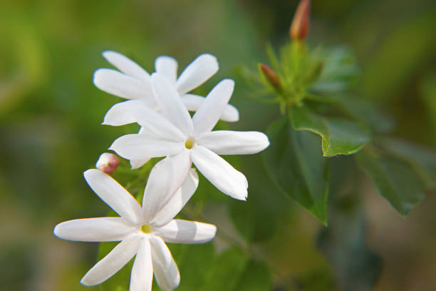 istock Jasmine (Jasminum azoricum) flower in garden 1366357012