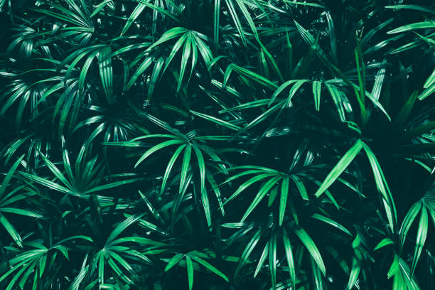istock tropical leaf texture, dark green nature background 1366360353