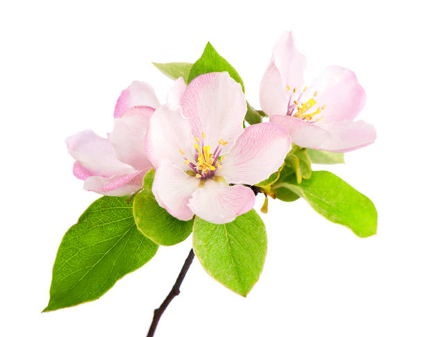 istock apple tree blossoms with green leaves isolated on white background 1366360975