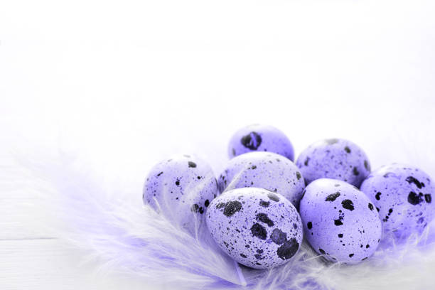 Spotted quail eggs on a wooden table in a nest of delicate pastel-colored feathers. Easter village background, natural eco-friendly products. Copy space. Tinting very peri