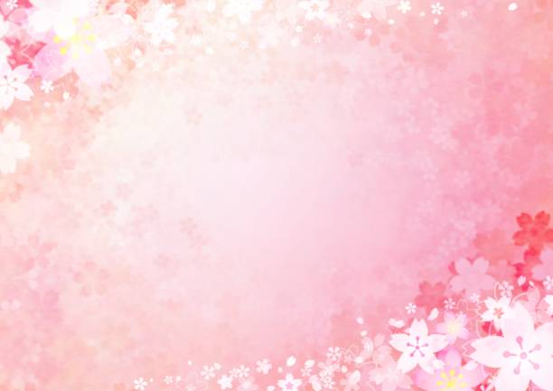 hintergrundillustration mit licht- und kirschblütendesign - backgrounds pink flower softness stock-grafiken, -clipart, -cartoons und -symbole