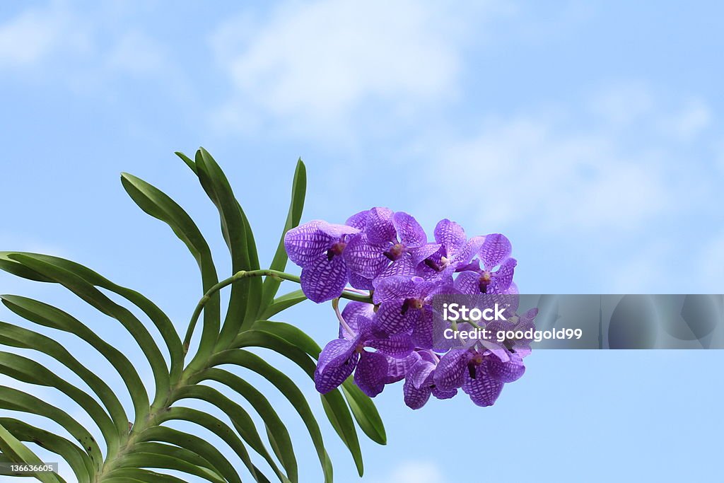 Niebieski orchidea - Zbiór zdjęć royalty-free (Aromaterapia)