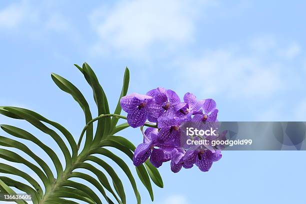 Niebieski Orchidea - zdjęcia stockowe i więcej obrazów Aromaterapia - Aromaterapia, Bez ludzi, Botanika
