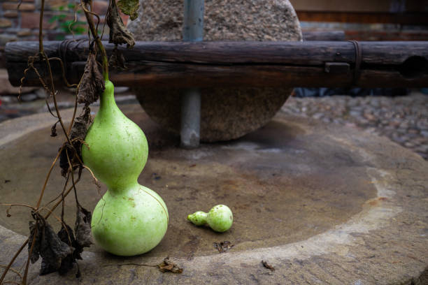 Bottle gourd.Green Gourd Squash.