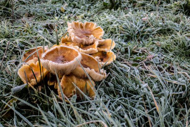 Frozen Mushrooms in Nature on Cold Winter Day