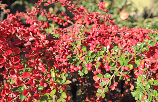 vibrant red berries shrub in the sunlight of patagonia, town of el calafate, argentina, south america - tree patagonia autumn green imagens e fotografias de stock