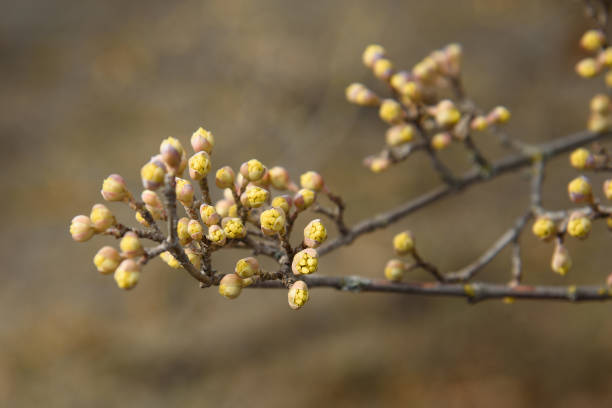 istock Branches with flower buds of European cornel or Cornus mas in spring 1366369134
