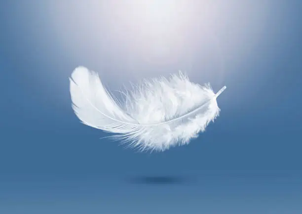 Abstrct Lightly soft of White Fluffly Feather Falling in The Air. Down Swan Feather.
