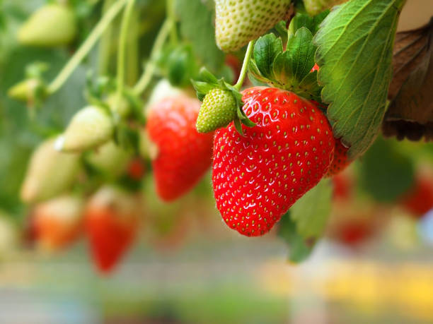 istock Israeli strawberry on a blurred background 1366369898
