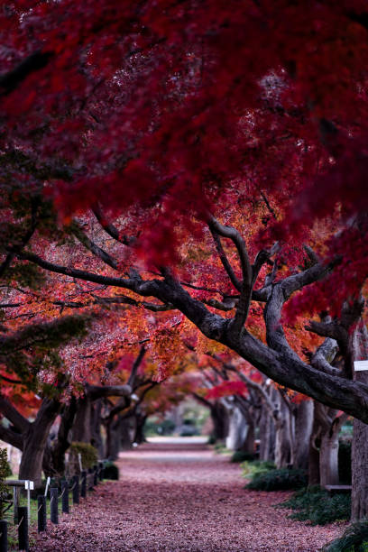 istock red street 1366370756