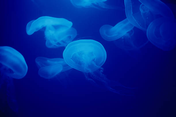 istock Jellyfish swims under water in aquarium 1366371919