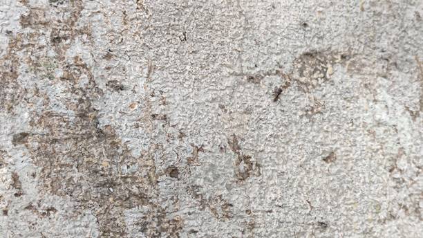 istock Natural wood pattern, used as a background 1366372295
