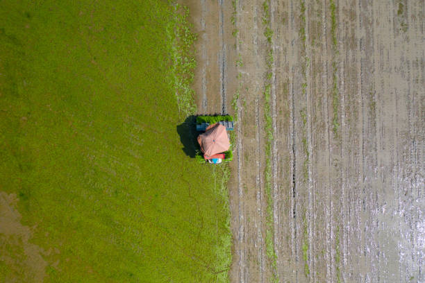 top view ofa agriculture vehicle machine transplant rice seedling in a paddy field in the open sky day from drone view. top view ofa agriculture vehicle machine transplant rice seedling in a paddy field in the open sky day from drone view. paddy transplanter stock pictures, royalty-free photos & images
