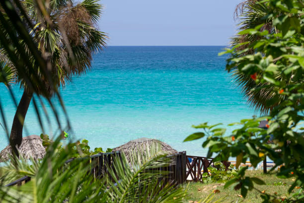 incredibile spiaggia di sabbia bianca, pianta tropicale, ombrellone in legno e mare dei caraibi - varadero beach foto e immagini stock