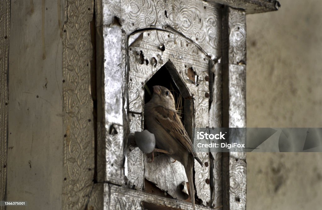 Bird-House Sparrow. House Sparrow made nest in temple like box. It is having food in beak to feed chicks inside. Sparrow Stock Photo