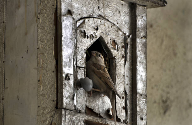 Bird-House Sparrow. stock photo