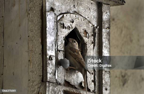 Birdhouse Sparrow Stock Photo - Download Image Now - Sparrow, Animal Nest, India