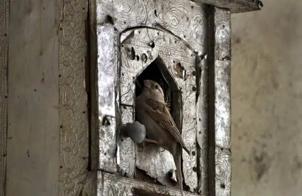House Sparrow made nest in temple like box. It is having food in beak to feed chicks inside.