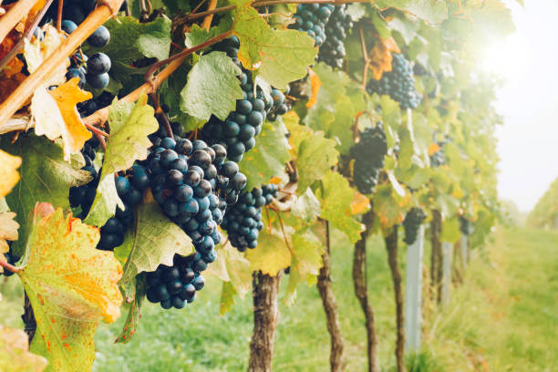 秋のブドウ畑の赤ワインブドウ - pinot noir grape merlot grape cabernet sauvignon grape grape ストックフォトと画像
