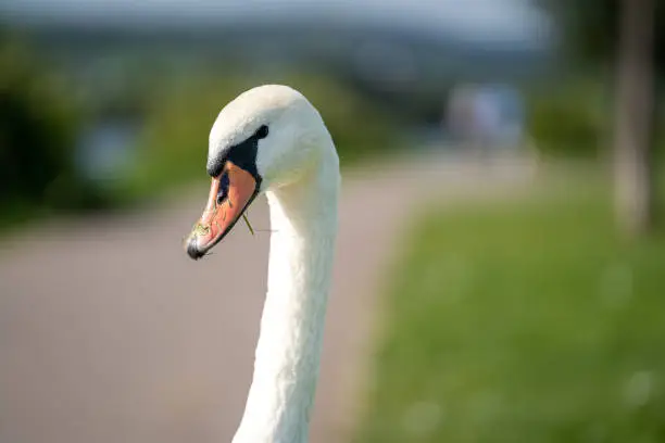 Face of swan with long neck and grass in beak. Taken on a warm day in summer.