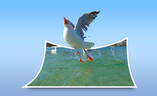 Seagull flying out of the water into the air ready to catch something.