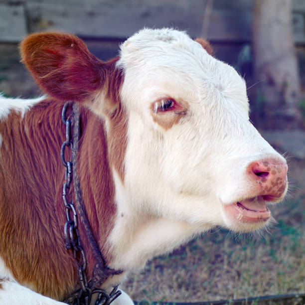 istock Portrait of a red calf with white muzzle 1366376802