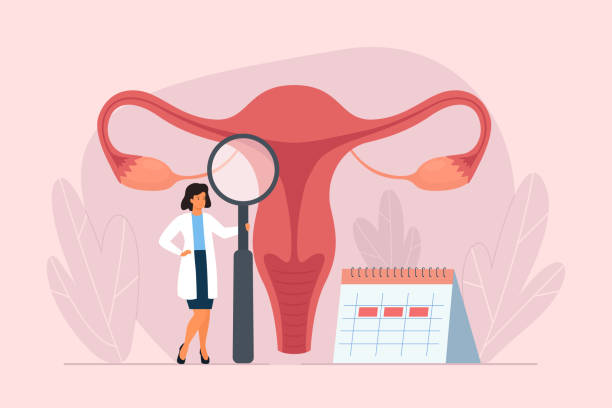 Female menstrual cycle. Female doctor tracking menstrual cycle. Female menstrual cycle. Female doctor tracking menstrual cycle. Vector illustration of female reproductive system. human fertility stock illustrations