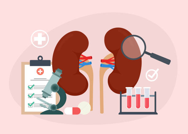 Treatment of kidney disease and diagnostic. Health of the kidneys concept. Flat vector illustration. Treatment of kidney disease and diagnostic. Health of the kidneys concept. Flat vector illustration. chronic illness stock illustrations