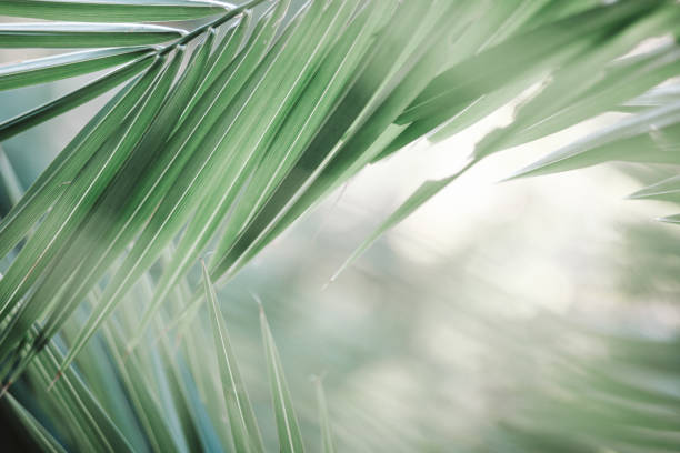 hoja de palmera primer plano - fronda fotografías e imágenes de stock