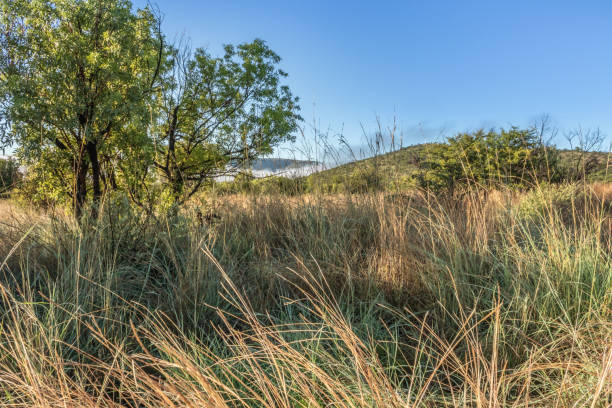 влажный пейзажный вид на горы, коричневые и зеленые луга саванны, покрытые каплями воды и дождевыми лужами после ливня, заповедник пиланесб - north west province south africa стоковые фото и изображения