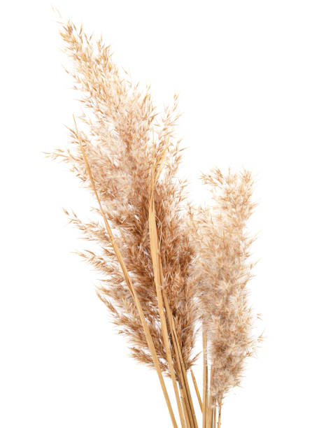 istock Bouquet of cane. 1366383286