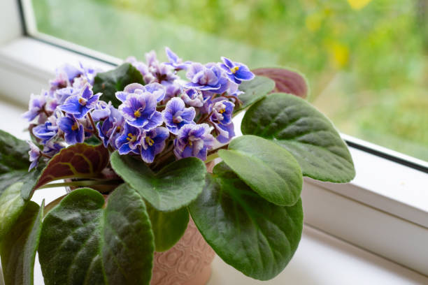 African violet flower saintpaulia in bloom as decoration for windowsill and home.Close up African violet flower saintpaulia in bloom as decoration for windowsill and home.Close up, summertime african violet stock pictures, royalty-free photos & images