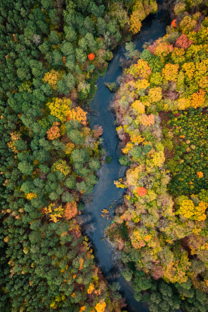 istock Autumn forest and winding river in Poland 1366390038