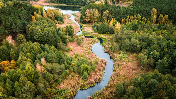 River and swamps in the autumn. Aerial view of wildlife. River and swamps in the autumn. Aerial view of wildlife. Nature in Poland, Europe. bory tucholskie stock pictures, royalty-free photos & images