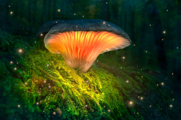 istock Magical forest and glowing mushrooms with fireflies in dark forest 1366390237