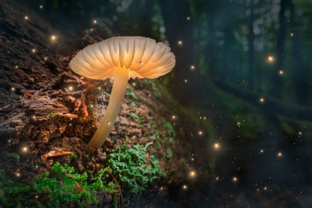 istock Glowing mushroom with fireflies in magical forest. 1366390245
