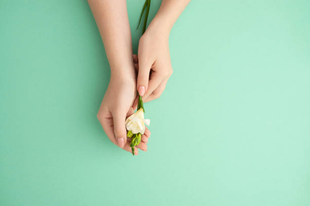 woman hands holding delicate soft white exotic flower stock photo